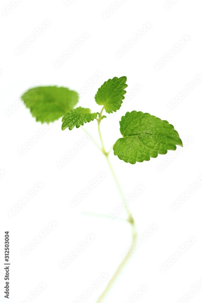Mint Mint