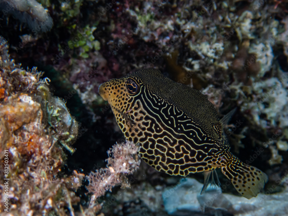 Female solar boxfish (Ostracion solorensis) hiding under a coral Female solar boxfish (Ostracion solorensis) hiding under a coral