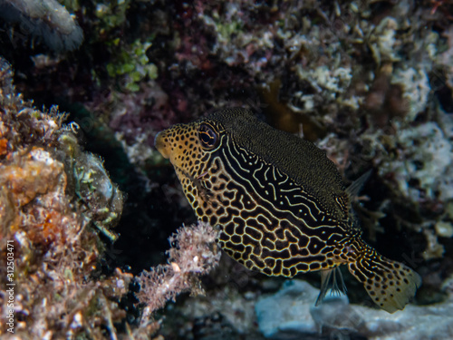 Female solar boxfish  Ostracion solorensis  hiding under a coral