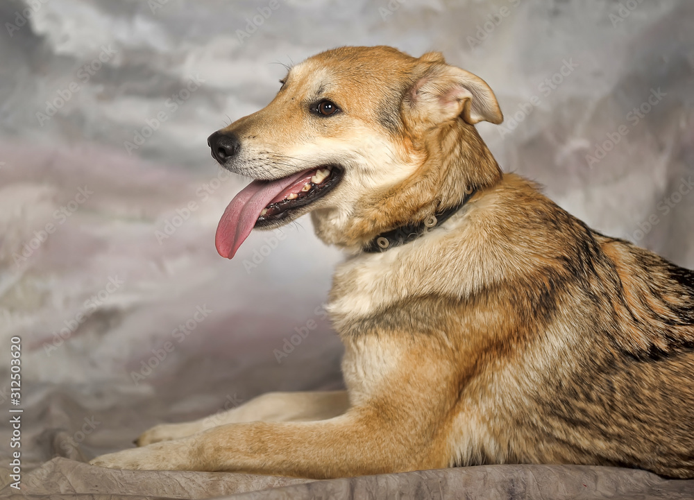 happy brown pooch dog on a winter background happy brown pooch dog on a winter background