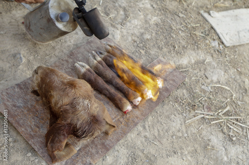 Burning wool on a lamb head and legs with a blowtorch