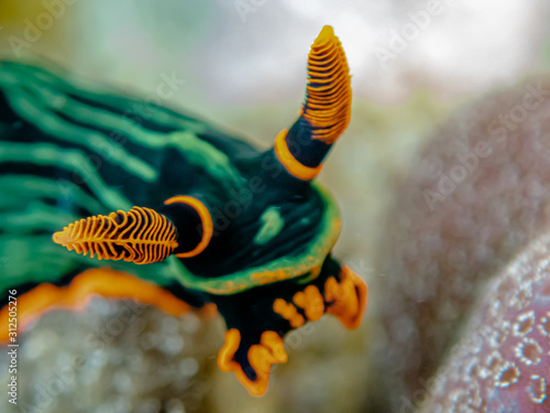 Фотография Colorful dorid nudibranch Kubaryana's Nembrotha (Nembrotha kubaryana) crawling on the sea bed, close up