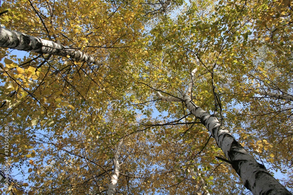 Fototapeta premium Autumn colors in the park