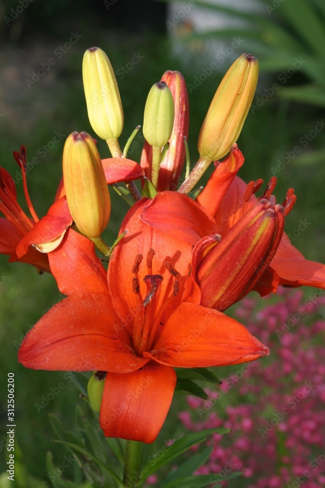 Photo of beautiful flowers Photo of beautiful flowers
