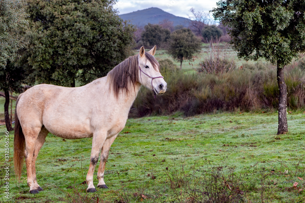 Beautiful light gray horse mare standing in natural environment. Beautiful light gray horse mare standing in natural environment.