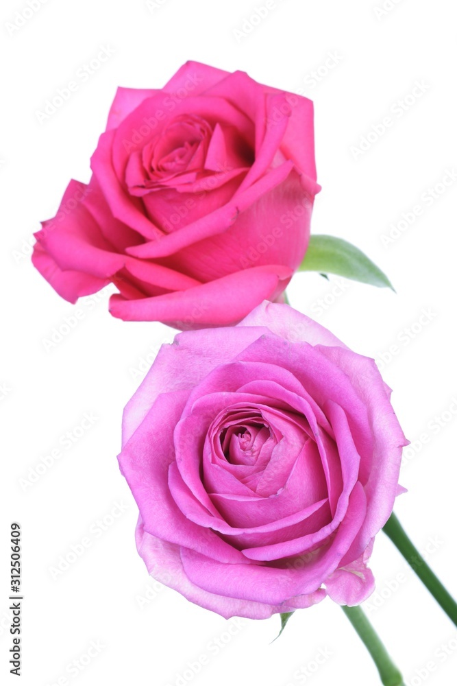 Fototapeta premium Close-up of pink rose on white background