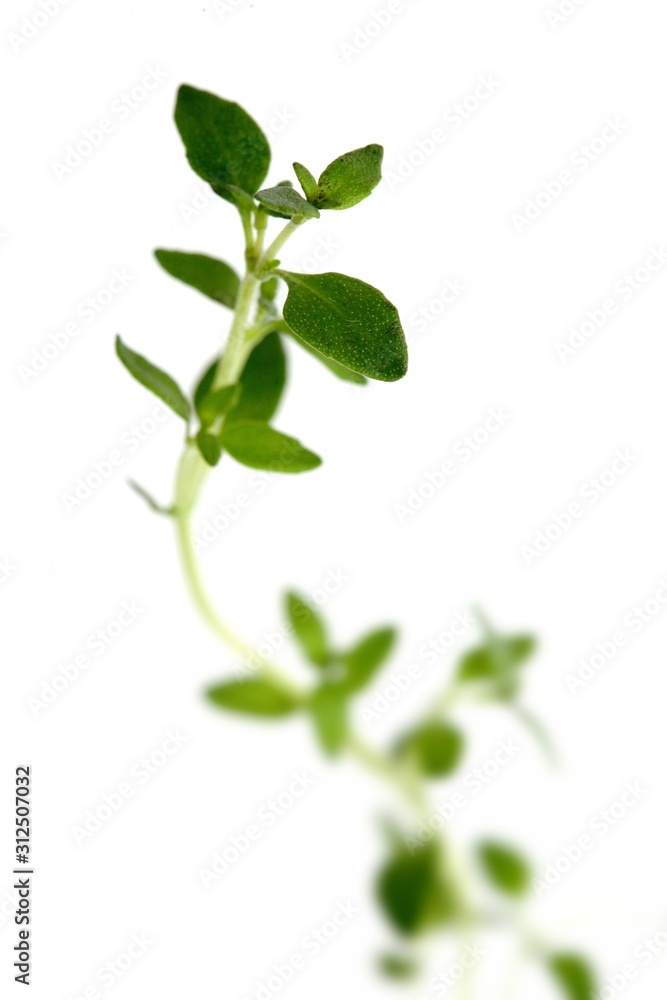 Thyme on white background - close-up