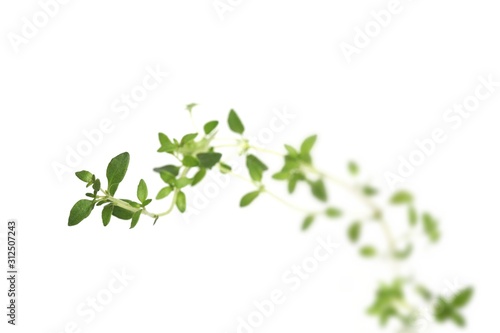 Thyme on white background - close-up © moodboard