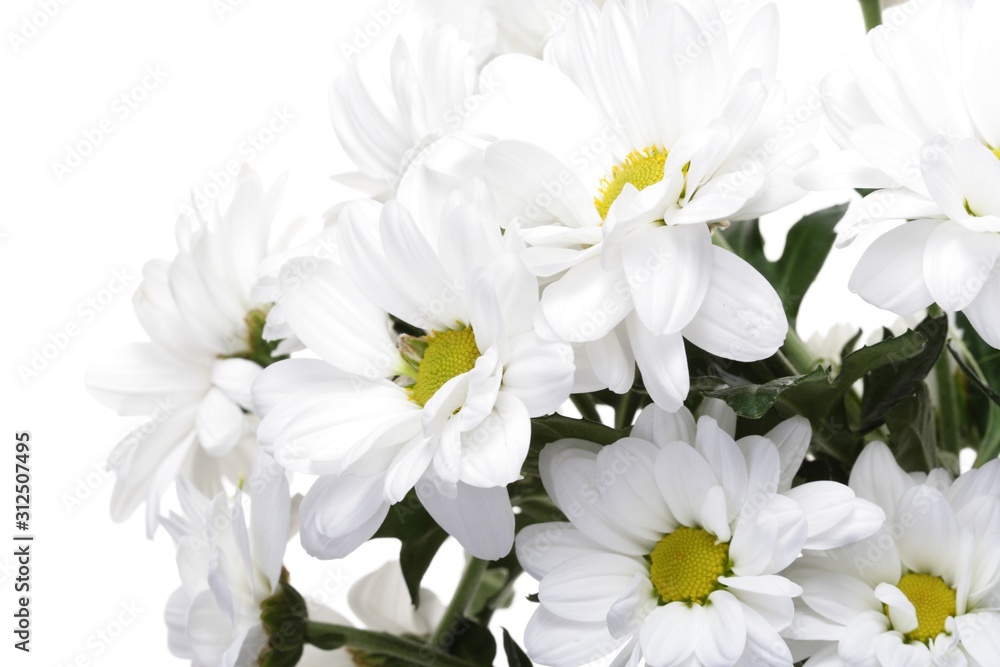 Chrysanthemums Chrysanthemums