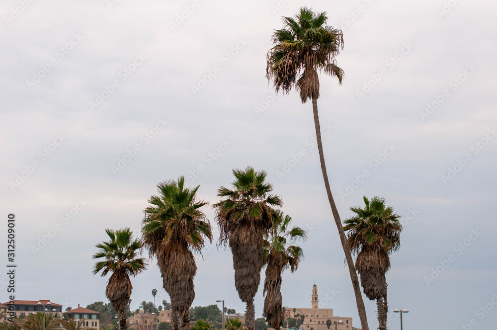 Palm trees in the grey sky