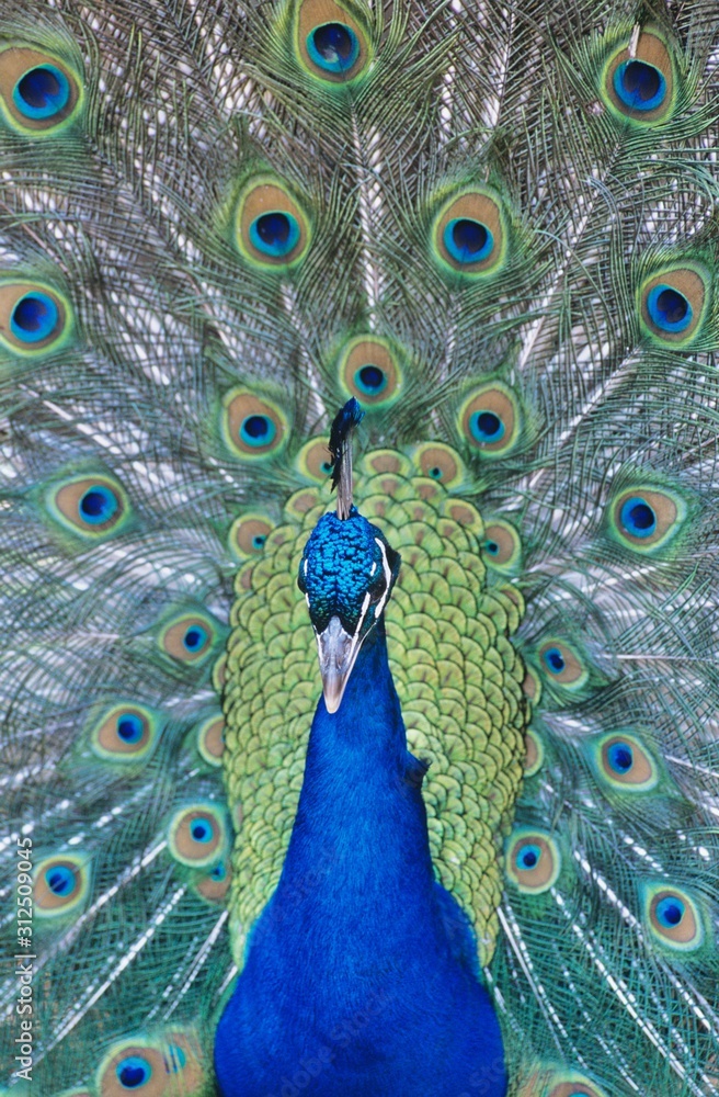 Obraz premium Peacock with feathers out