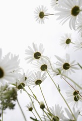 Keuken achterwand Wit Witte madeliefjes in bloei  © MDBPIXS