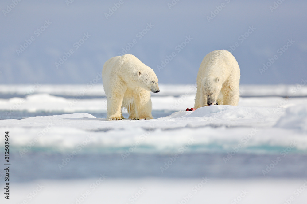 Two polar bears with killed seal. White bear feeding on drift ice with snow, Manitoba, Canada. Bloody nature with big animals. Dangerous baer with carcass. Arctic wildlife, animal food behaviour. Two polar bears with killed seal. White bear feeding on drift ice with snow, Manitoba, Canada. Bloody nature with big animals. Dangerous baer with carcass. Arctic wildlife, animal food behaviour.