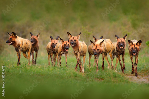 Wild dog, pack walking in the forest, Okavango detla, Botseana in Africa. Dangerous spotted animal with big ears. Hunting painted dog on African safari. Wildlife scene from nature, painted wolfs. photo