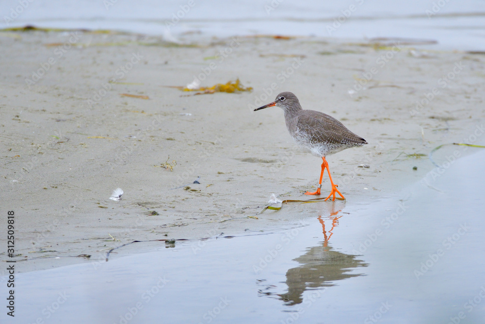 Rotschenkel an der Ostsee bei der Futtersuche Rotschenkel an der Ostsee bei der Futtersuche