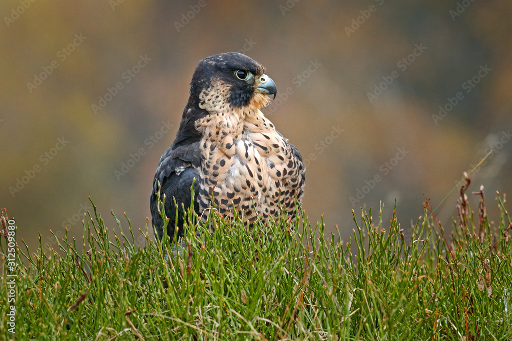 Flight of Peregrine Falcon. Bird of prey with open wings. White light sky in background. Action scene in the nature habitat, Germany. Wildlife scene from nature. Wild bird in the forest, Germany. Flight of Peregrine Falcon. Bird of prey with open wings. White light sky in background. Action scene in the nature habitat, Germany. Wildlife scene from nature. Wild bird in the forest, Germany.