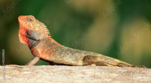 Oriental garden lizard (Calotes versicolor) - Garden lizards are relaxing on tree branches, camouflage garden lizards. Close up chameleon details.