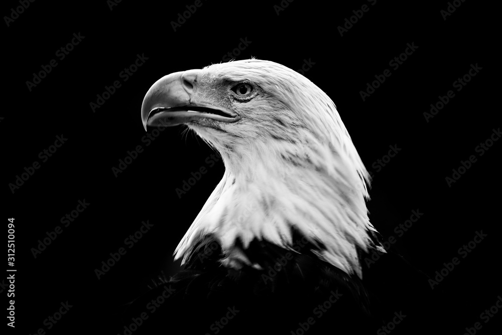 Nature black and white art. Portrait of brown bird of prey with white head and yellow bill, symbol of freedom of the United States of America. Bald Eagle, Haliaeetus leucocephalus. Nature black and white art. Portrait of brown bird of prey with white head and yellow bill, symbol of freedom of the United States of America. Bald Eagle, Haliaeetus leucocephalus.