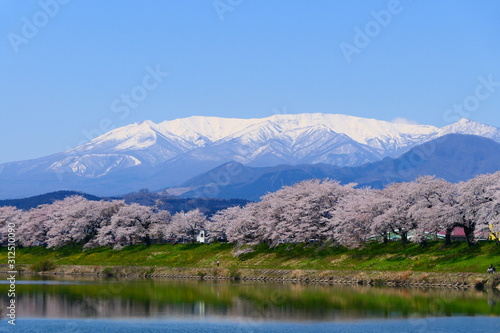 残雪の蔵王連峰と白石川一目千本桜。大河原、宮城、日本。４月中旬。