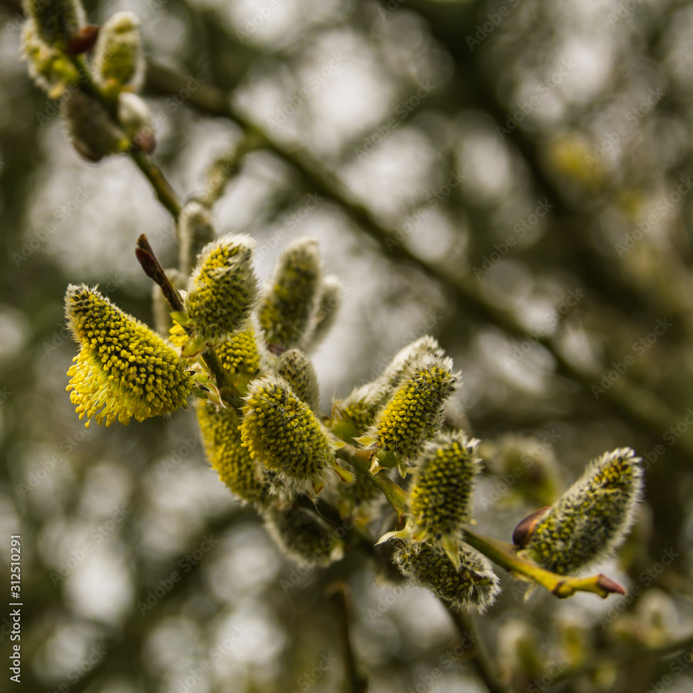 A willow has started to bloom during early spring in Malmö, Sweden A willow has started to bloom during early spring in Malmö, Sweden