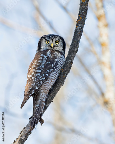 Northern Hawk-Owl (Surnia ulula) perched in a tree hunting in winter in Canada photo