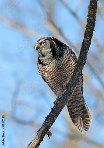 Northern Hawk-Owl (Surnia ulula) perched in a tree hunting in winter in Canada photo