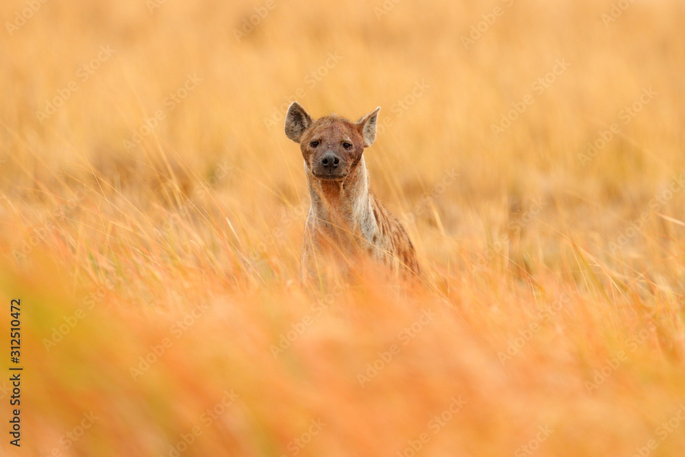 Fototapeta premium Young hyena pup, evening sunset light. Hyena, detail portrait. Spotted hyena, Crocuta crocuta, angry animal near the water hole, beautiful evening sunset. Animal pup nature, Okavango, Botswana