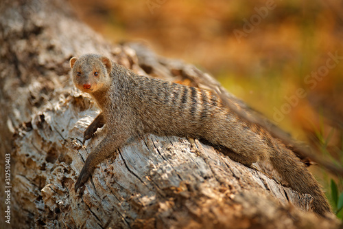 Bilde på lerret Banded mongoose, Mungos mungo, sitting tree trunk green vegetation