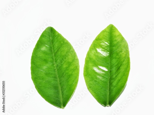 green leaf isolated on white background