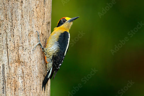 Golden-naped woodpecker, Melanerpes chrysauchen, sitting on tree trink with nesting hole, black and red bird in nature habitat, Corcovado, Costa Rica. Birdwatching, South America. Bird in the green. photo