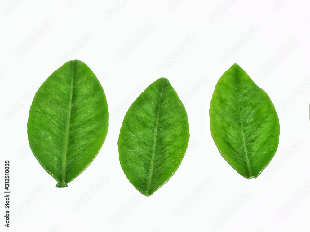 green leaf isolated on white background green leaf isolated on white background