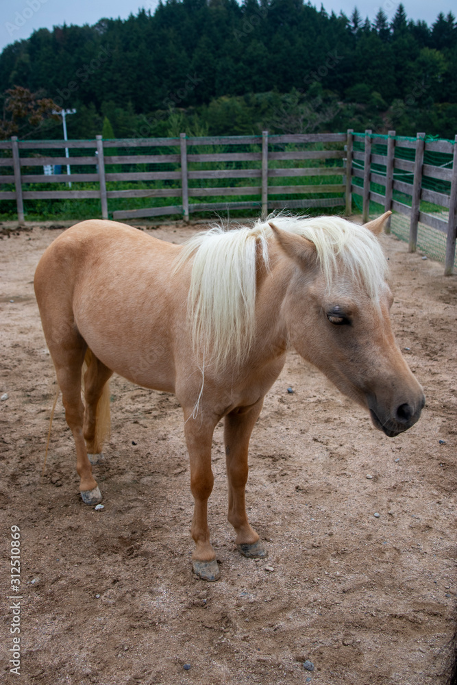 Obraz premium 白い立髪の茶色のポニー