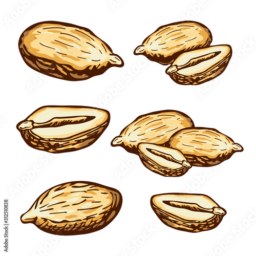 hand drawn vector peanuts collection. engraved colorful peanuts seeds in retro vintage style isolated on white background. organic snack. bar or pub food, beer appetizer. Peanut butter food ingredient