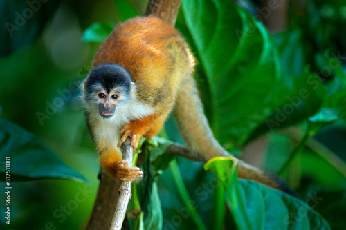 Squirrel monkey, Saimiri oerstedii, sitting on the tree trunk with green leaves, Corcovado NP, Costa Rica. Monkey in the tropic forest vegetation. Wildlife scene from nature. Beautiful cute animal.