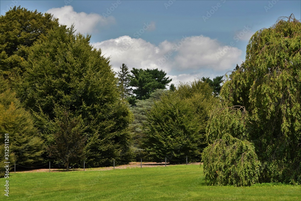 trees in park