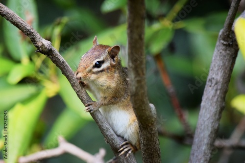 Chipmunk in tree © MRoseboom