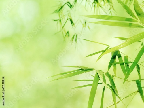 Fototapeta Naklejka Na Ścianę i Meble -  The leaves are not bamboo at all, bright green nature background