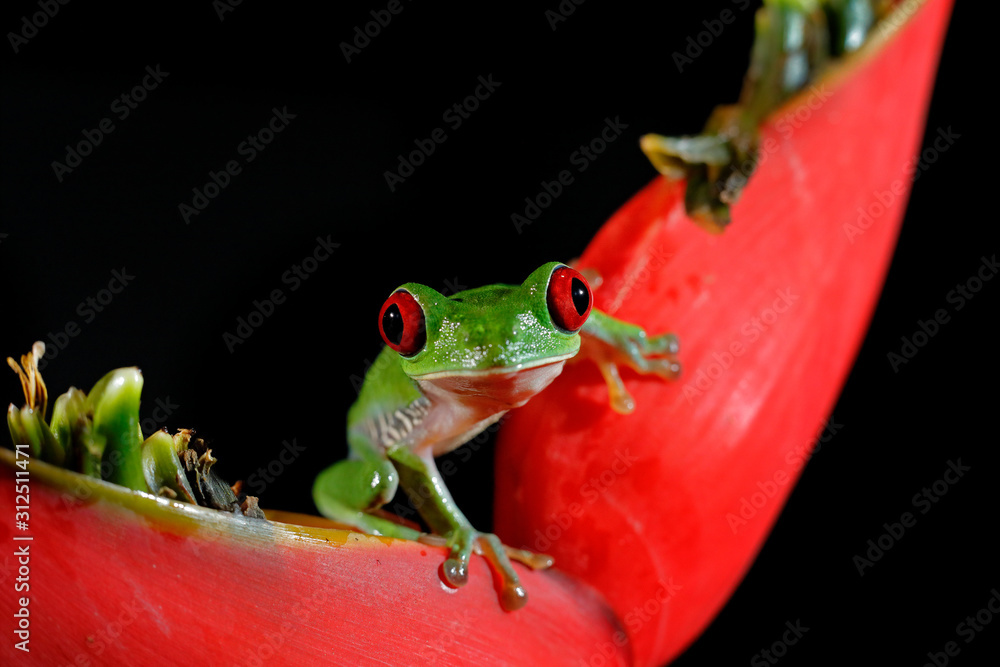 red eyed tree frog habitat