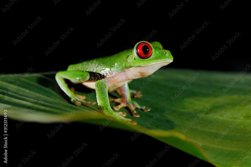 Obraz premium Beautiful amphibian in the night forest. Detail close-up of frog red eye, hidden in green vegetation. Red-eyed Tree Frog, Agalychnis callidryas, animal with big eyes, in nature habitat, Costa Rica.