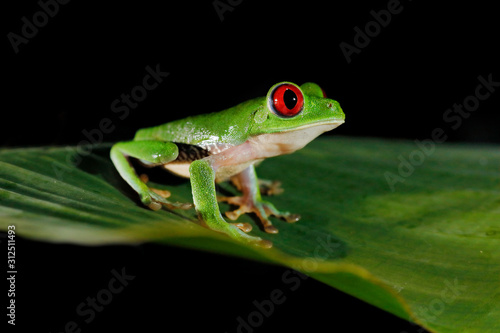 Beautiful amphibian in the night forest. Detail close-up of frog red eye, hidden in green vegetation. Red-eyed Tree Frog, Agalychnis callidryas, animal with big eyes, in nature habitat, Costa Rica.
