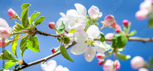 Fotografie beautiful apple tree blossom in spring