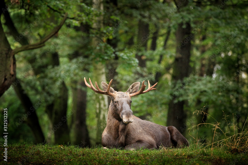 Moose or Eurasian elk, Alces alces in the dark forest during rainy day. Beautiful animal in the nature habitat. Wildlife scene from Sweden. Moose or Eurasian elk, Alces alces in the dark forest during rainy day. Beautiful animal in the nature habitat. Wildlife scene from Sweden.