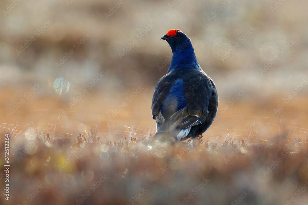 Black grouse on the pine tree. Nice bird Grouse, Tetrao tetrix, in marshland, Russia. Spring mating season in the nature. Wildlife scene from north Europe. Black bird with red crest, white tail.