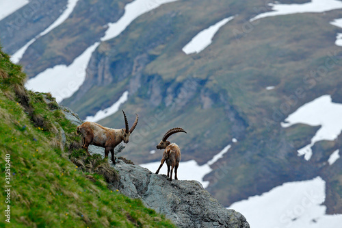 Ibex fight on the rock. Alpine Ibex  Capra ibex  animals in nature habitat  France. Night in the high mountain. Beautiful mountain scenery with two animals with big horns. Wildlife Europe.