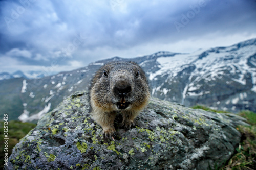 Cute fat animal Marmot  sitting on the stone with nature rock mountain habitat  Alp  Austria. Wildlife scene from wild nature. Funny image  detail of Marmot. Wide angle with habitat.