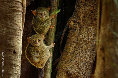 Fotografía Spectral Tarsier, Tarsius spectrum, hidden portrait of rare nocturnal animals, in large ficus tree, Tangkoko National Park on Sulawesi, Indonesia