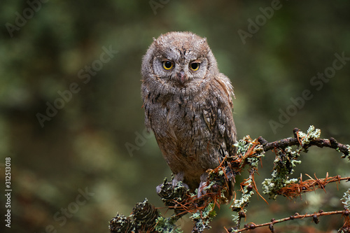 Scops Owl, Otus scops, sitting on tree branch in the dark forest. Wildlife animal scene from nature.     Little bird, owl close-up detail portrait in the nature, Bulgaria.