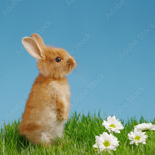 Little rabbit and easter eggs in green grass with blue sky. Easter holiday concept.