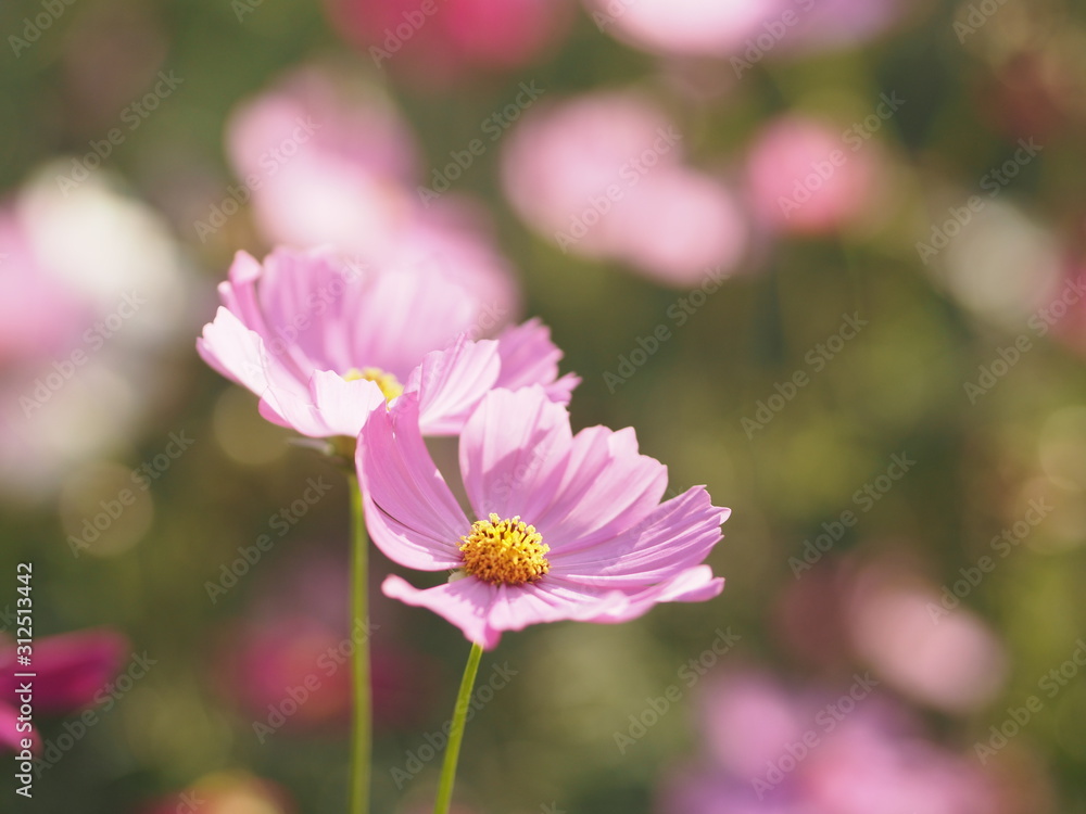 Cosmos flower in garden, pink color on blurred of nature background Cosmos flower in garden, pink color on blurred of nature background