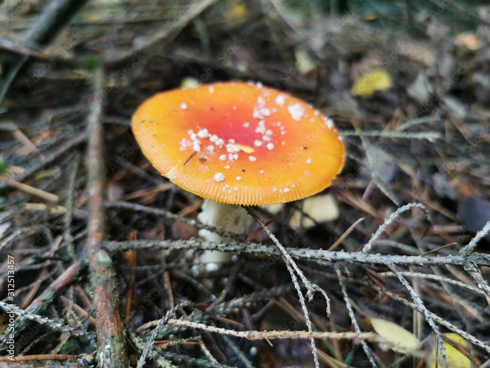 Kleiner süßer Fliegenpilz zwischen Holz Kleiner süßer Fliegenpilz zwischen Holz